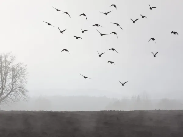 Blick auf ein nebliges Feld im Herbst - ein Baum, Vogelschwarm